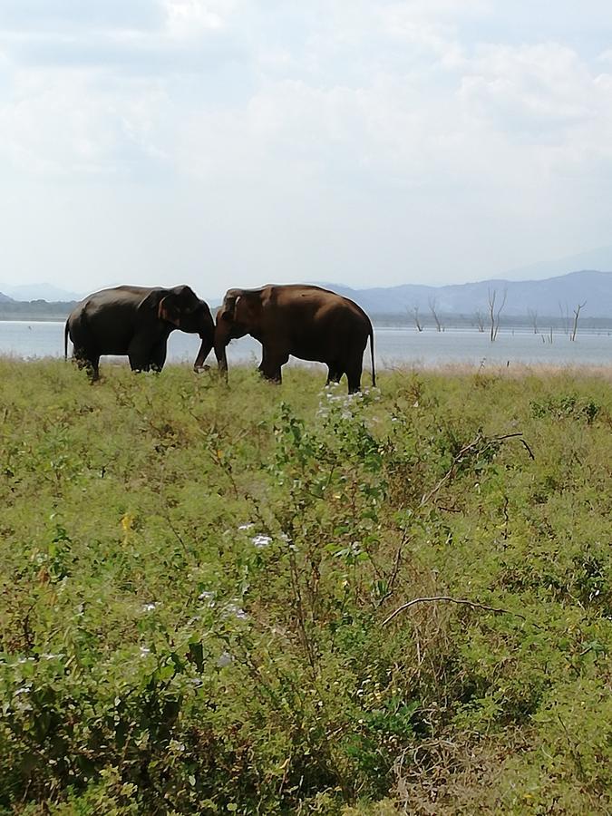 Induwara Safari Resort 우다왈라웨 외부 사진